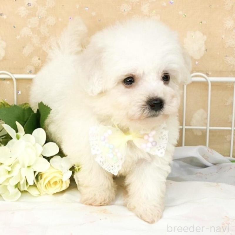 販売中の滋賀県のビションフリーゼ-427078の3枚目