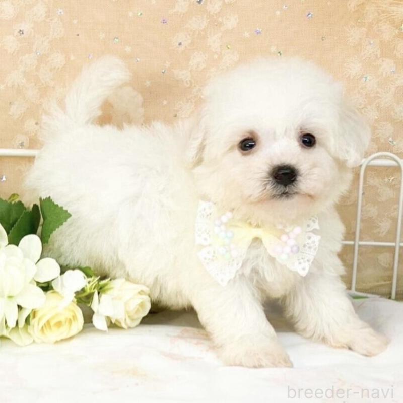 販売中の滋賀県のビションフリーゼ-427078の2枚目