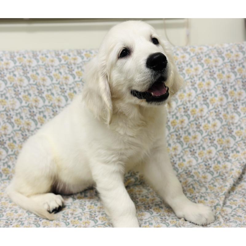 商談中の群馬県のゴールデンレトリーバー-422495の6枚目