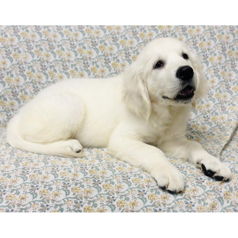 商談中の群馬県のゴールデンレトリーバー-422495の5枚目