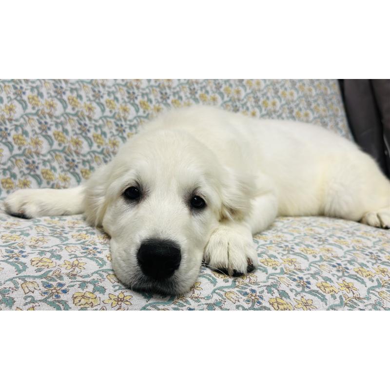 商談中の群馬県のゴールデンレトリーバー-422495の4枚目