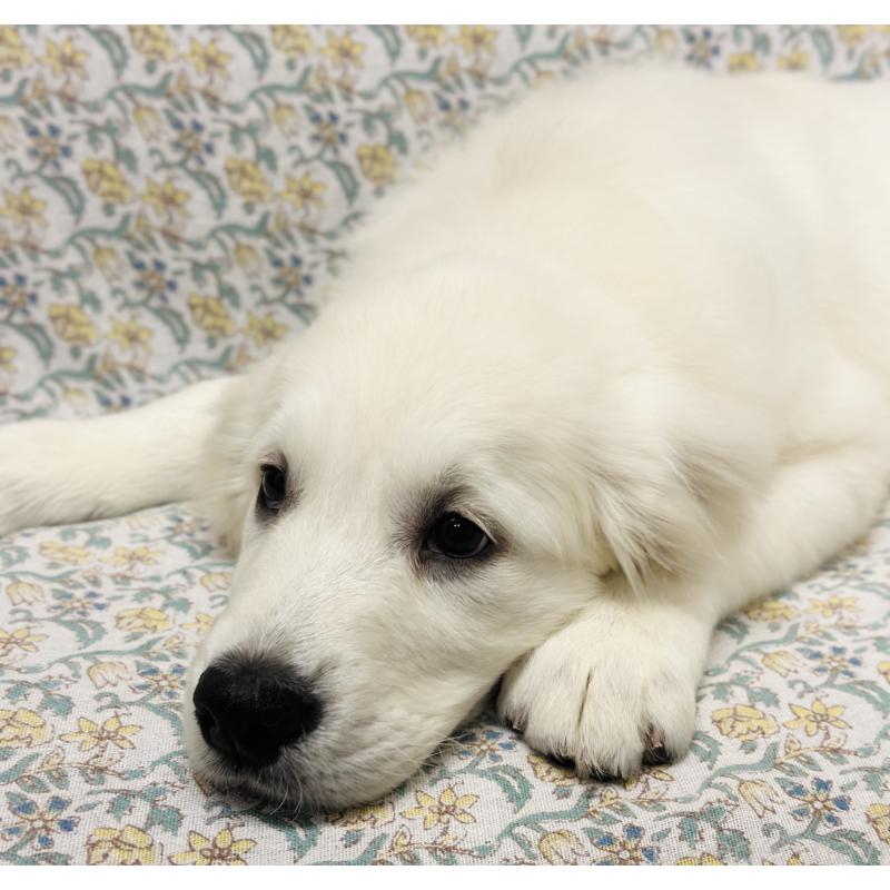 商談中の群馬県のゴールデンレトリーバー-422495の3枚目