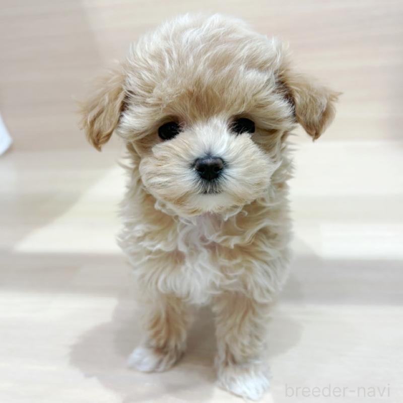 販売中ののマルプー:マルチーズ×トイプードル-427083