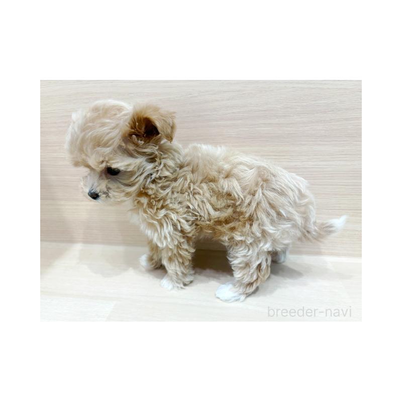 販売中の東京都のマルプー:マルチーズ×トイプードル-427083の5枚目