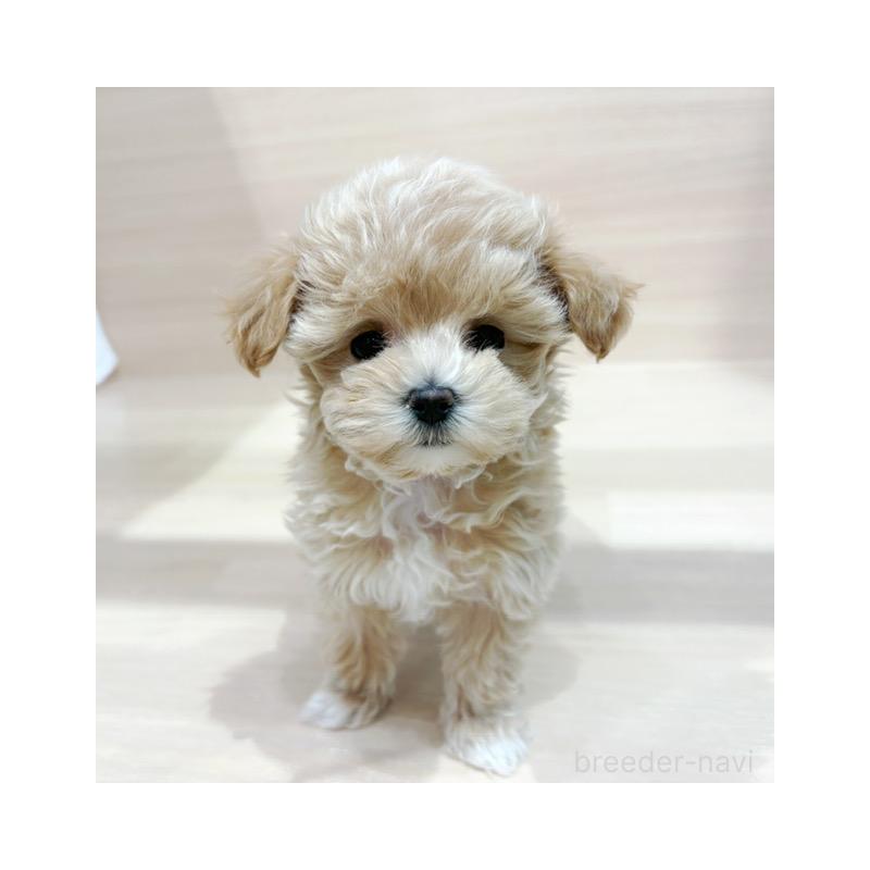 販売中の東京都のマルプー:マルチーズ×トイプードル-427083の4枚目