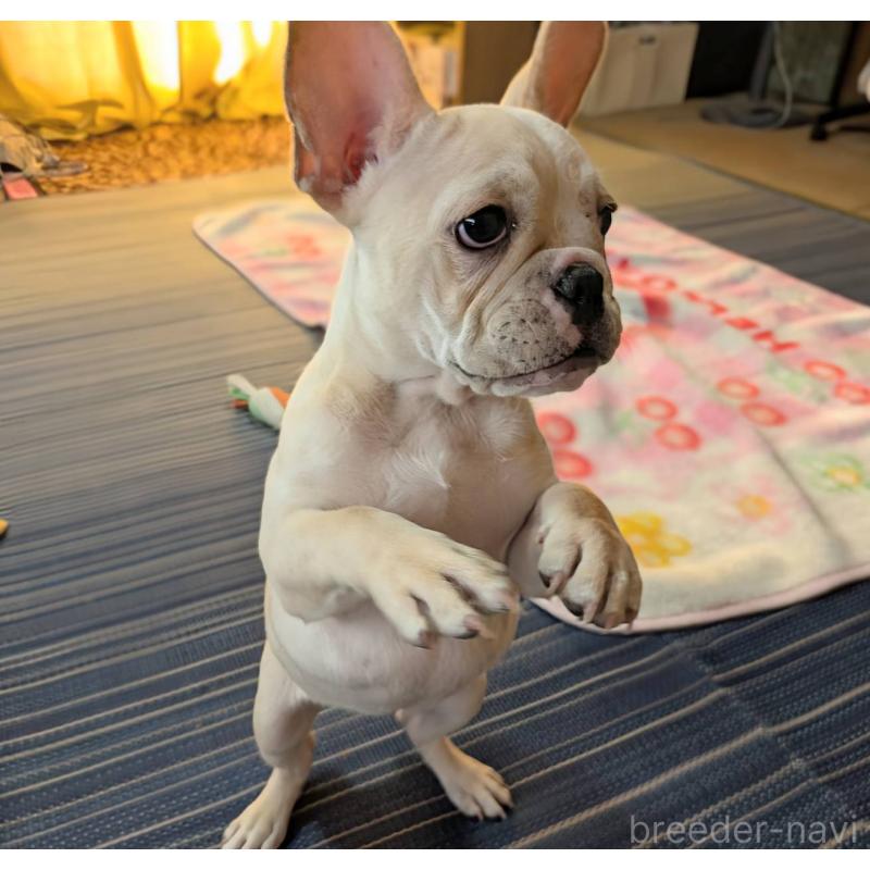 成約済の愛媛県のフレンチブルドッグ-412306の8枚目