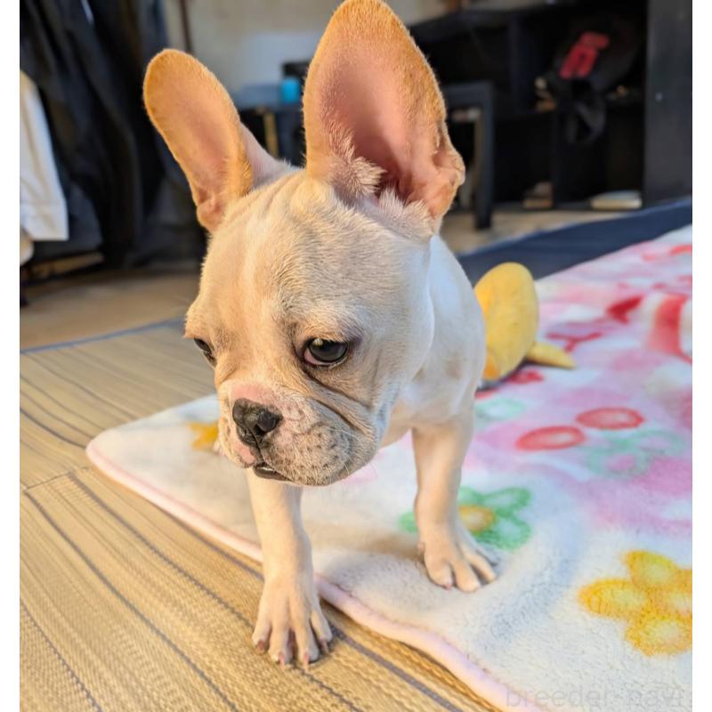 成約済の愛媛県のフレンチブルドッグ-412306の7枚目