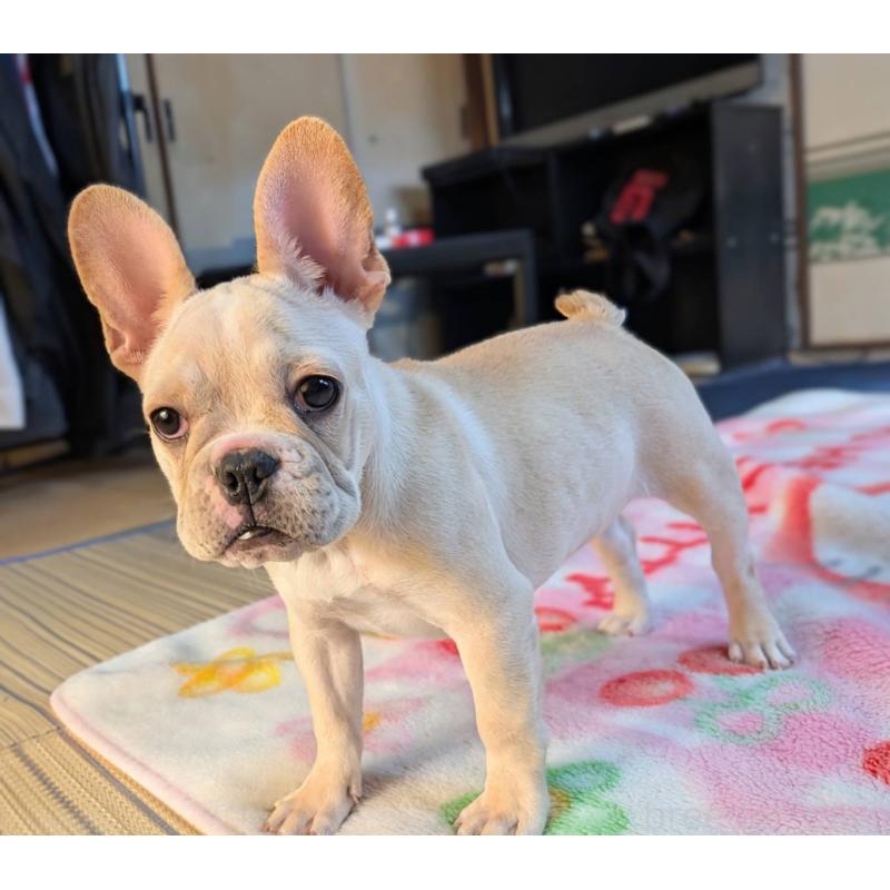 成約済の愛媛県のフレンチブルドッグ-412306の6枚目