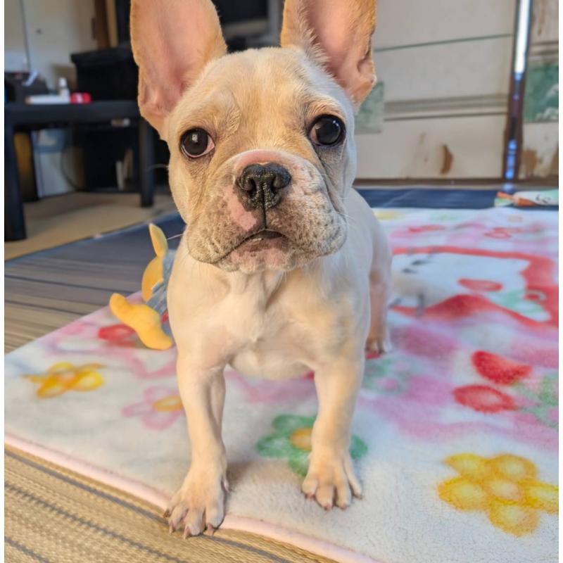 成約済の愛媛県のフレンチブルドッグ-412306の5枚目