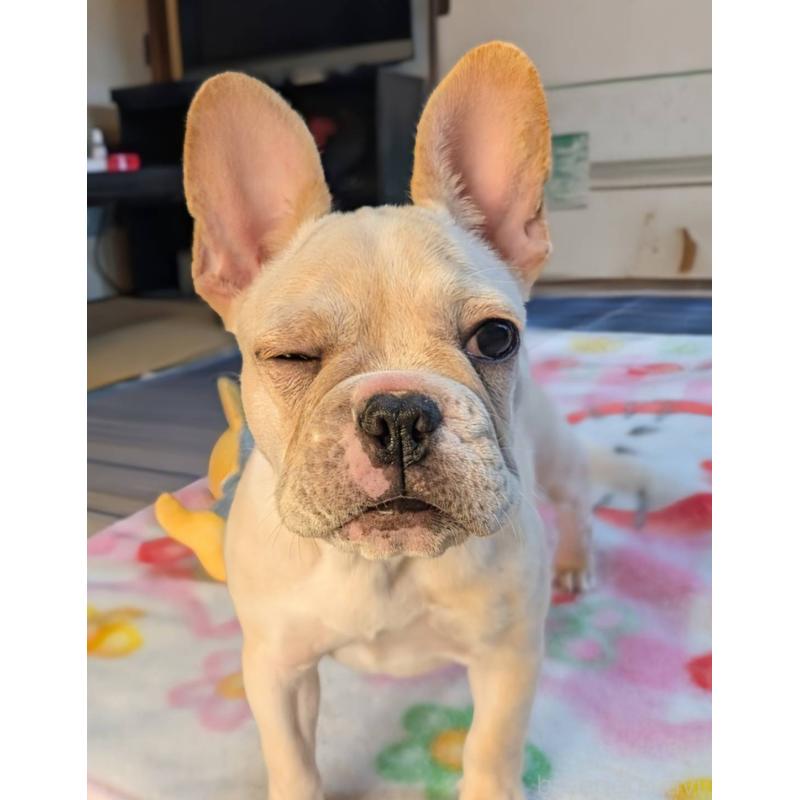 成約済の愛媛県のフレンチブルドッグ-412306の3枚目