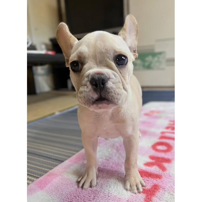 成約済の愛媛県のフレンチブルドッグ-412306の4枚目