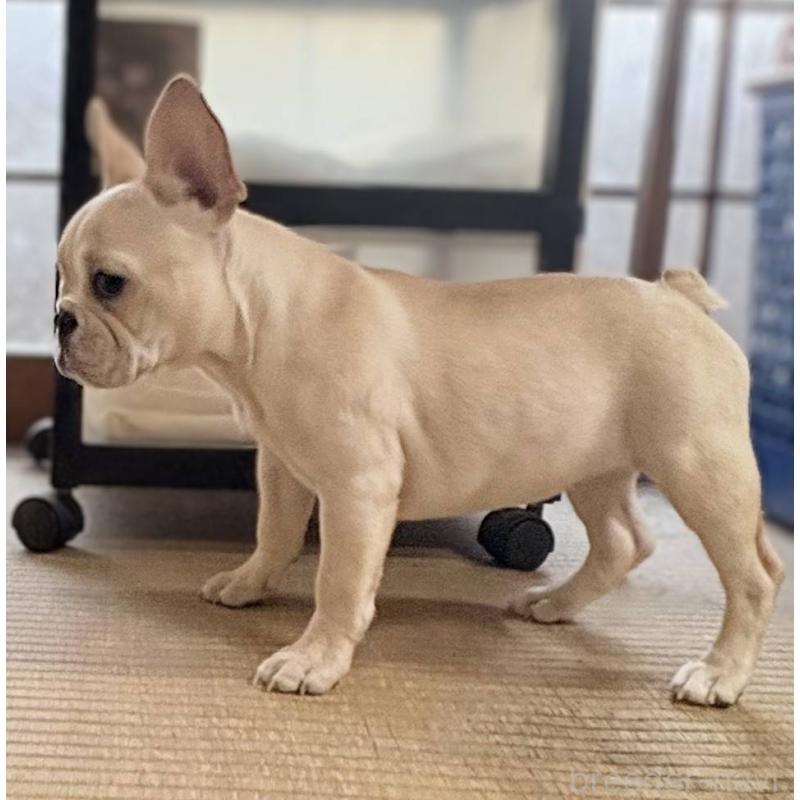 成約済の愛媛県のフレンチブルドッグ-412306の2枚目