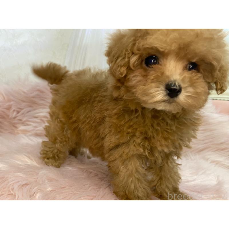 販売中の熊本県のタイニープードル-427085の4枚目