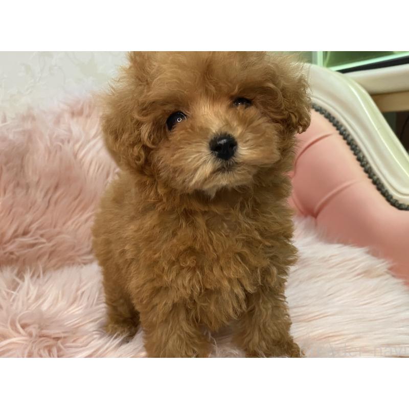 販売中の熊本県のタイニープードル-427085の3枚目