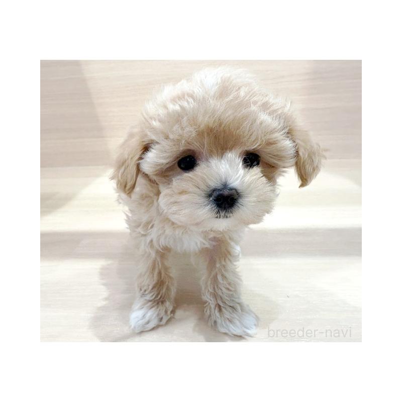 販売中の東京都のマルプー:マルチーズ×トイプードル-427083の3枚目