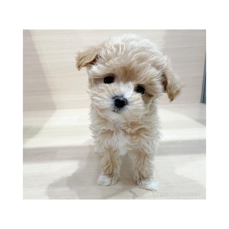 販売中の東京都のマルプー:マルチーズ×トイプードル-427083の2枚目