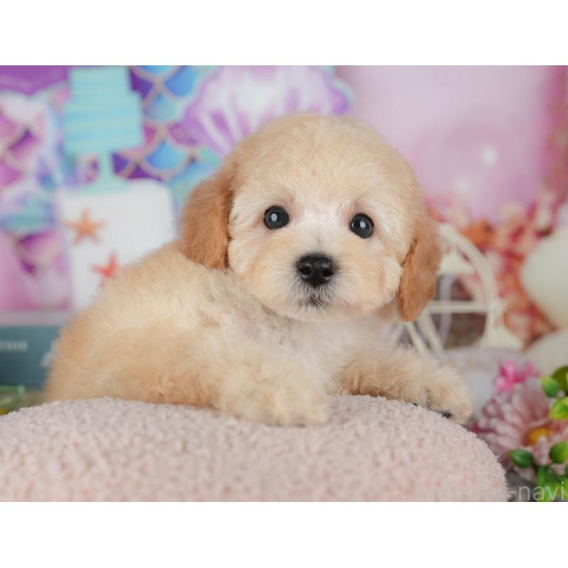 販売中の茨城県のトイプードル-427086の8枚目