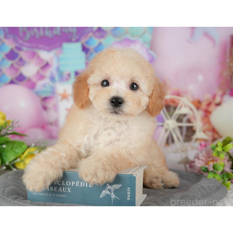 販売中の茨城県のトイプードル-427086の7枚目