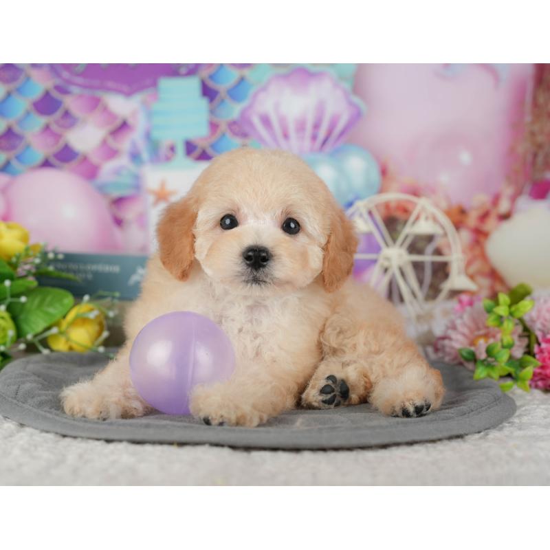 販売中の茨城県のトイプードル-427086の6枚目