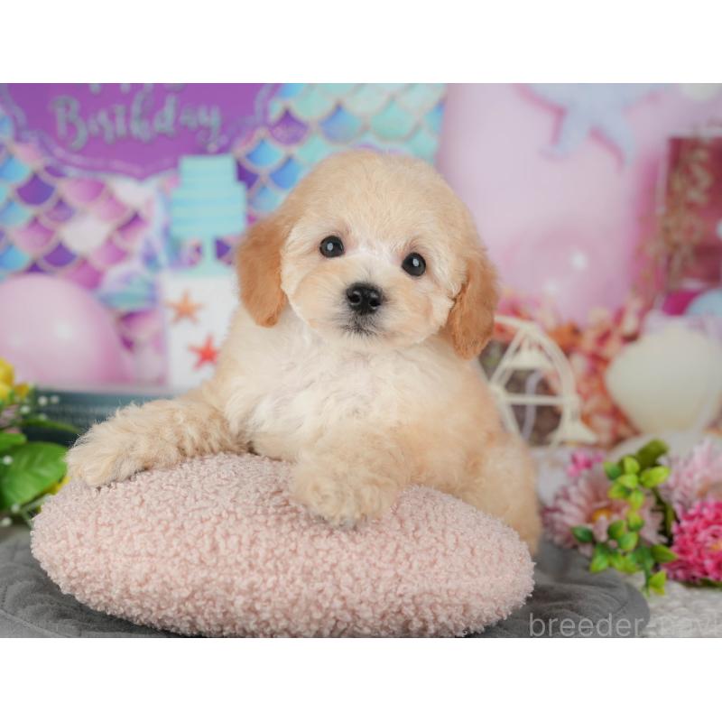 販売中の茨城県のトイプードル-427086の5枚目