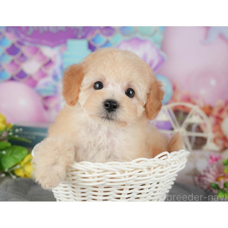 販売中の茨城県のトイプードル-427086の4枚目