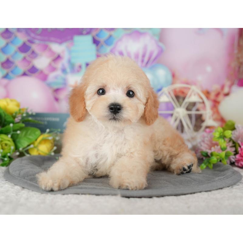 販売中の茨城県のトイプードル-427086の3枚目