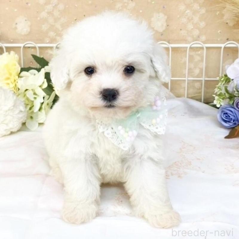 販売中の滋賀県のビションフリーゼ-427079