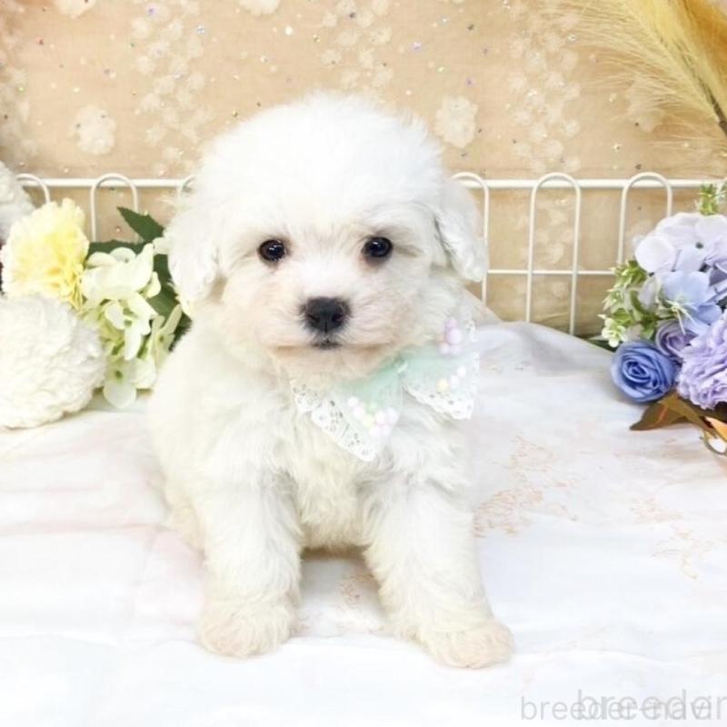 販売中の滋賀県のビションフリーゼ-427079の6枚目