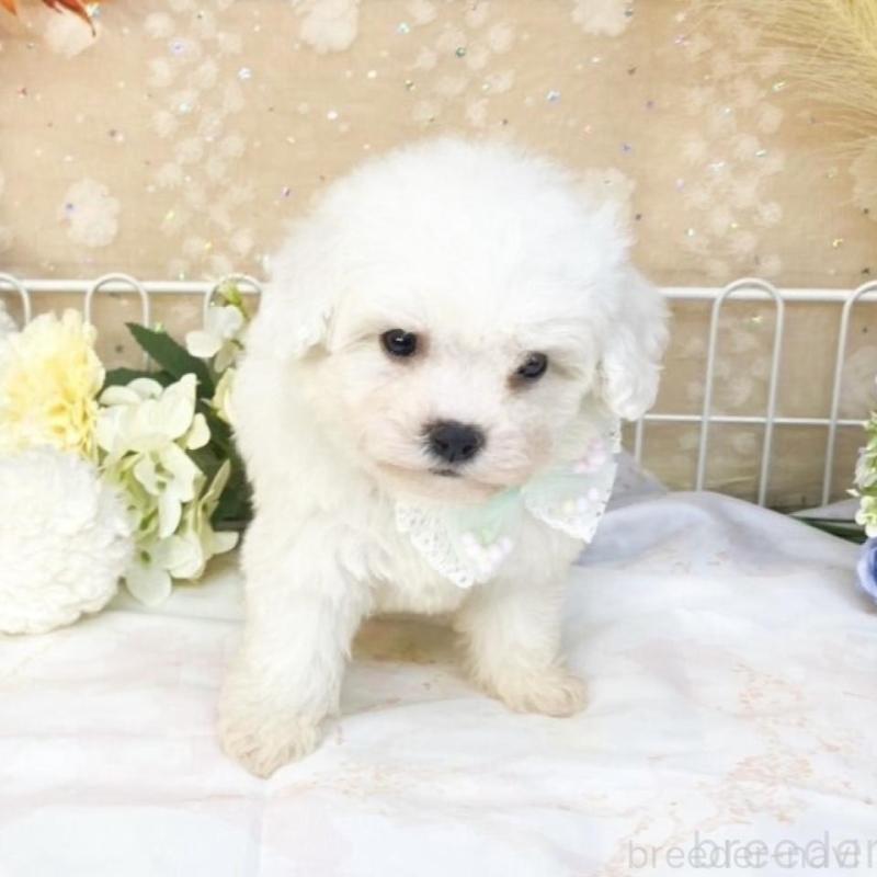 販売中の滋賀県のビションフリーゼ-427079の5枚目