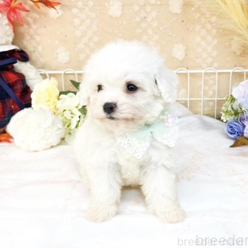 販売中の滋賀県のビションフリーゼ-427079の4枚目