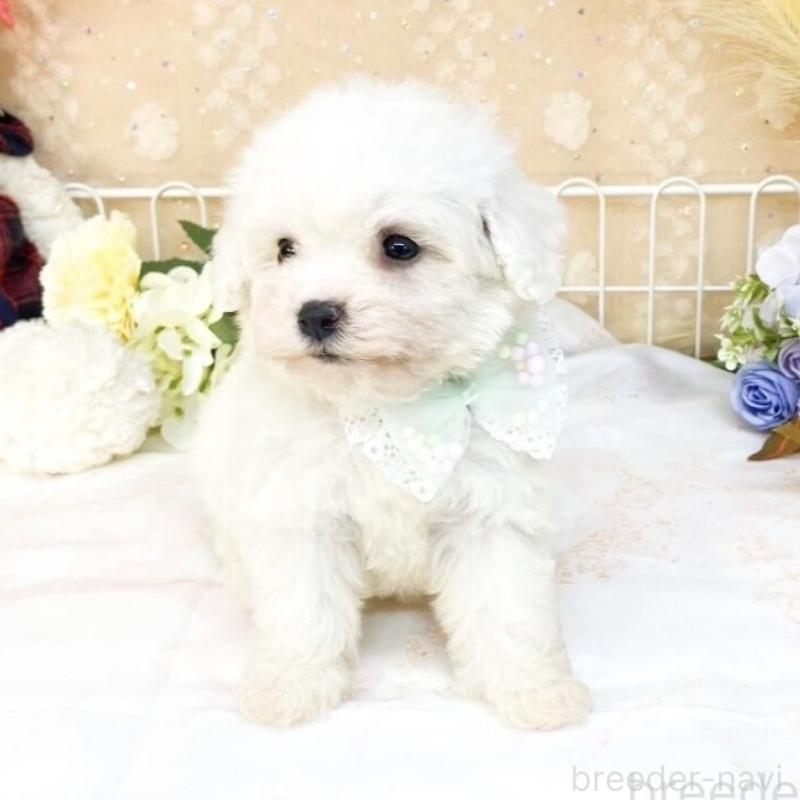 販売中の滋賀県のビションフリーゼ-427079の3枚目