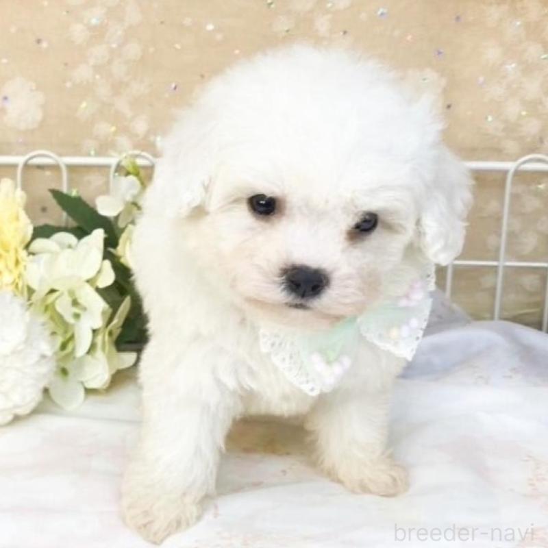 販売中の滋賀県のビションフリーゼ-427079の2枚目