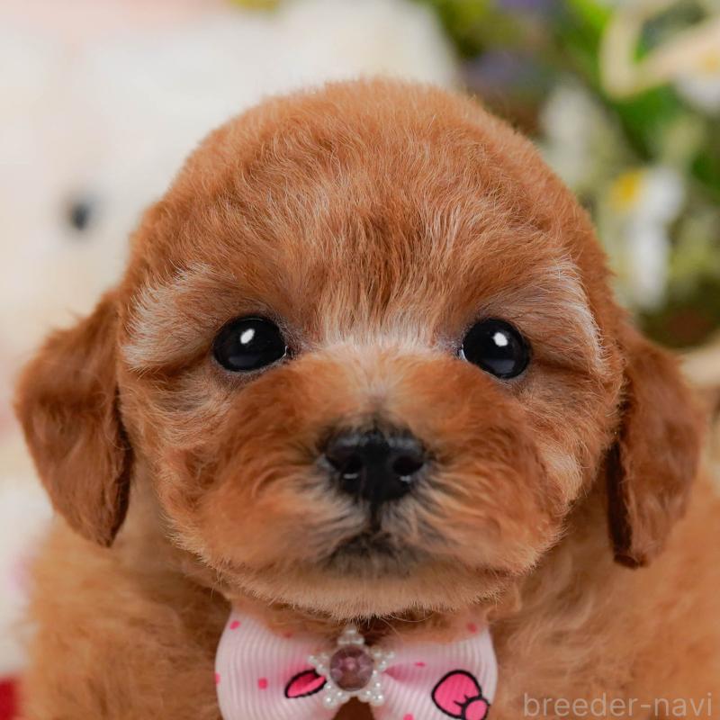 販売中の神奈川県のタイニープードル-427082