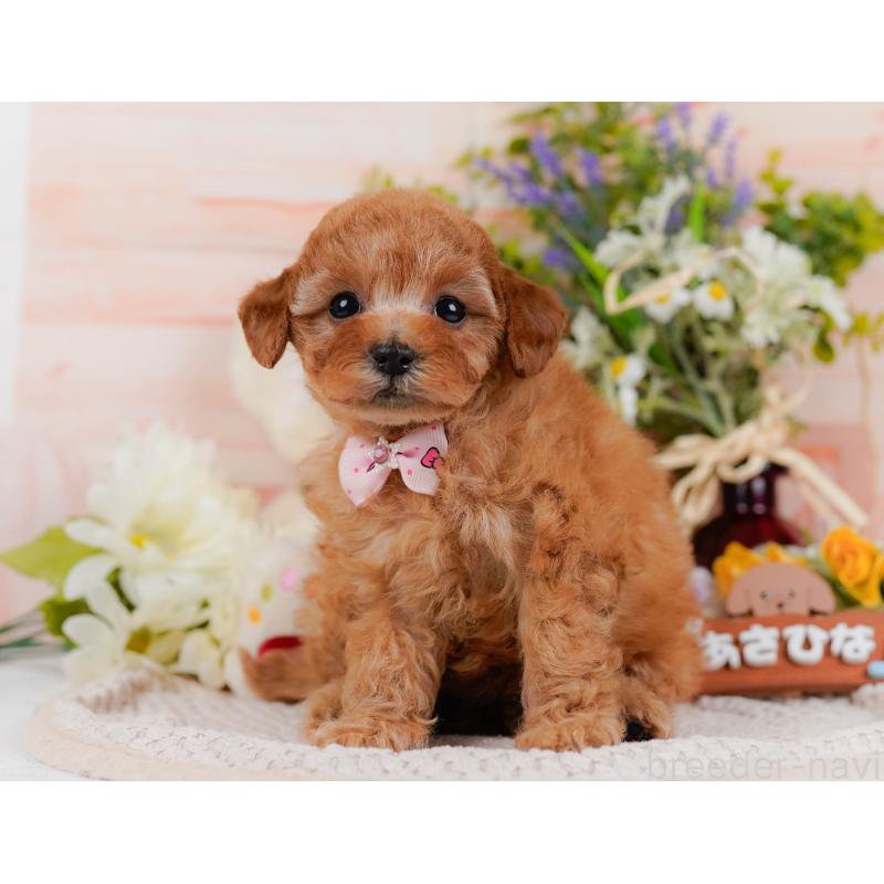 販売中の神奈川県のタイニープードル-427082の16枚目