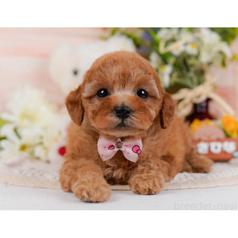 販売中の神奈川県のタイニープードル-427082の15枚目