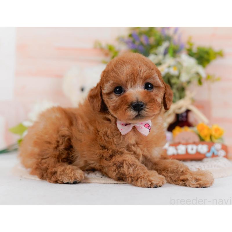 販売中の神奈川県のタイニープードル-427082の13枚目