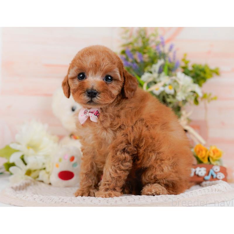 販売中の神奈川県のタイニープードル-427082の12枚目