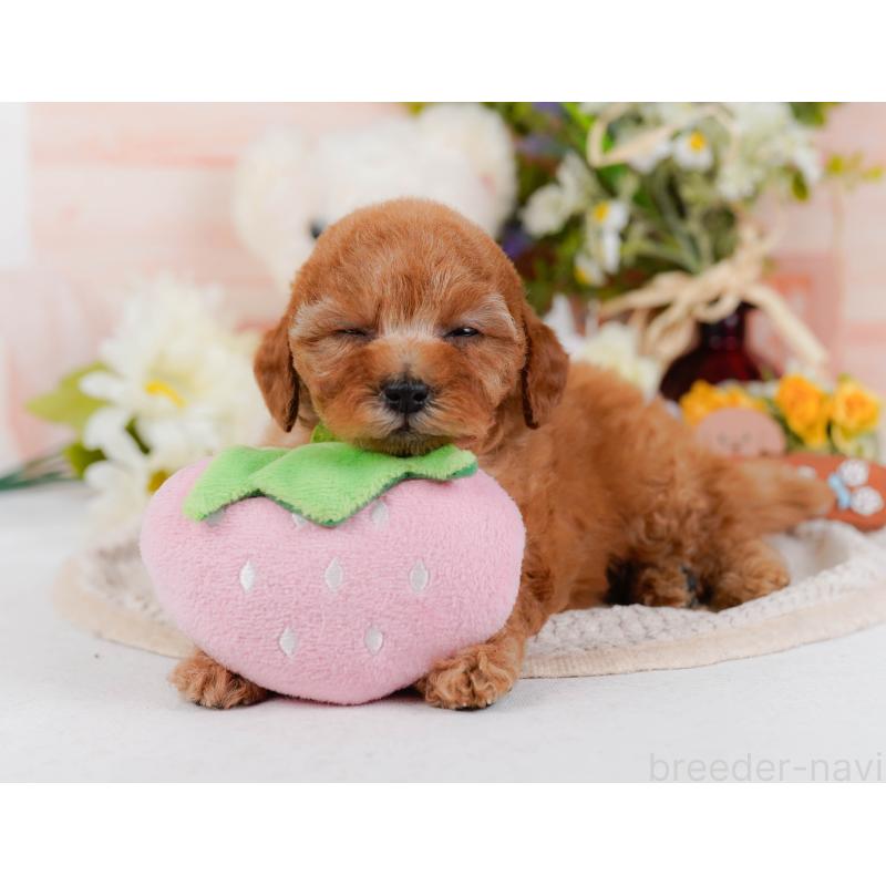 販売中の神奈川県のタイニープードル-427082の10枚目