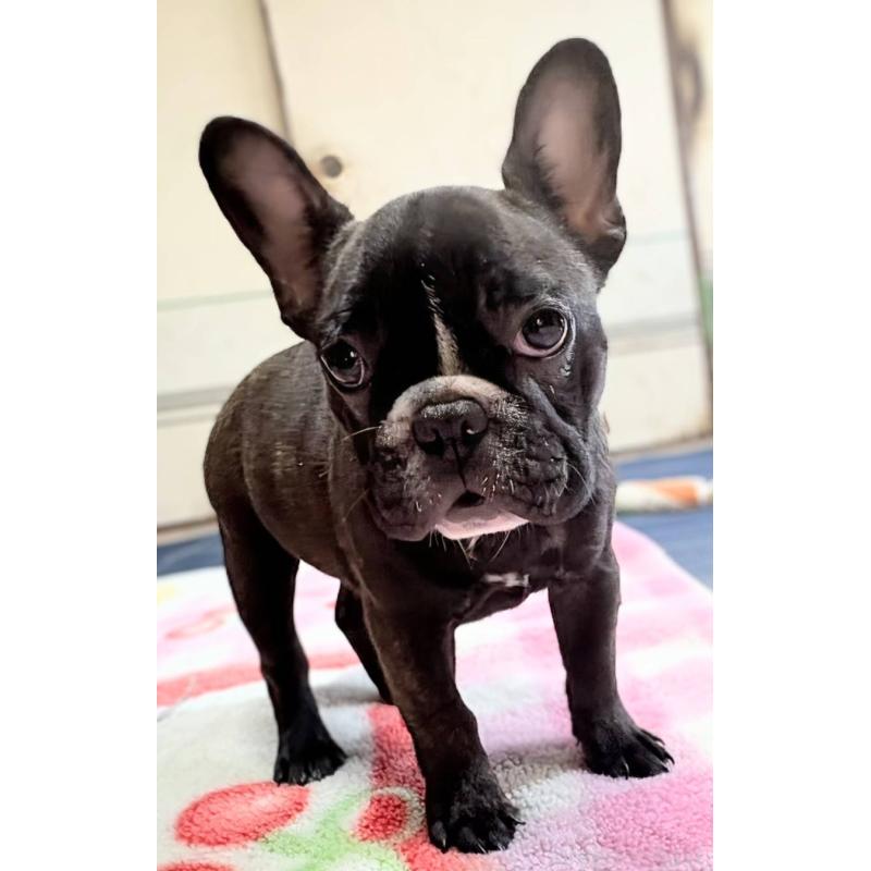 成約済の愛媛県のフレンチブルドッグ-412301の8枚目