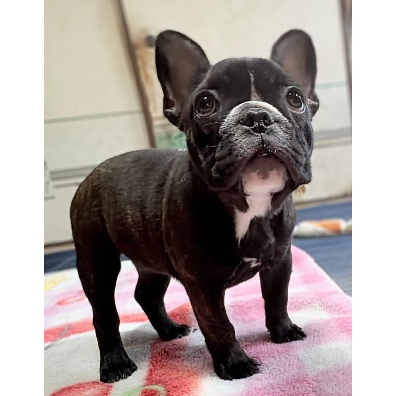 販売中の愛媛県のフレンチブルドッグ-412301