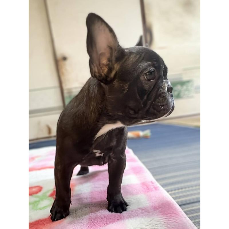 成約済の愛媛県のフレンチブルドッグ-412301の7枚目