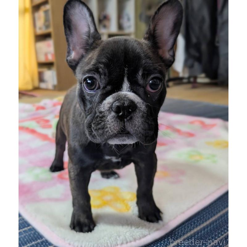 成約済の愛媛県のフレンチブルドッグ-412301の6枚目