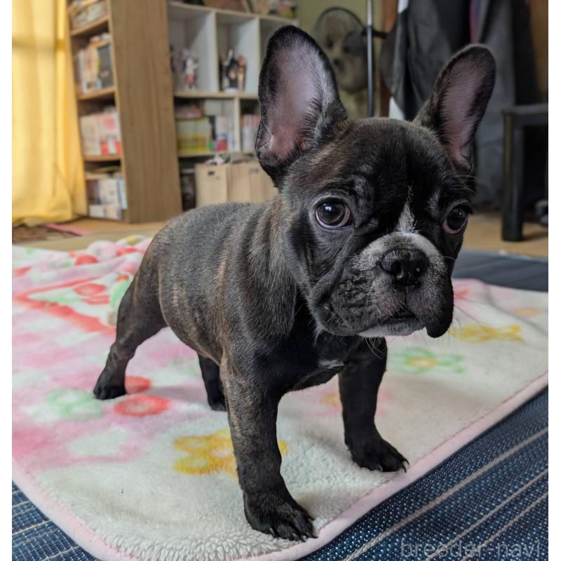 成約済の愛媛県のフレンチブルドッグ-412301の5枚目