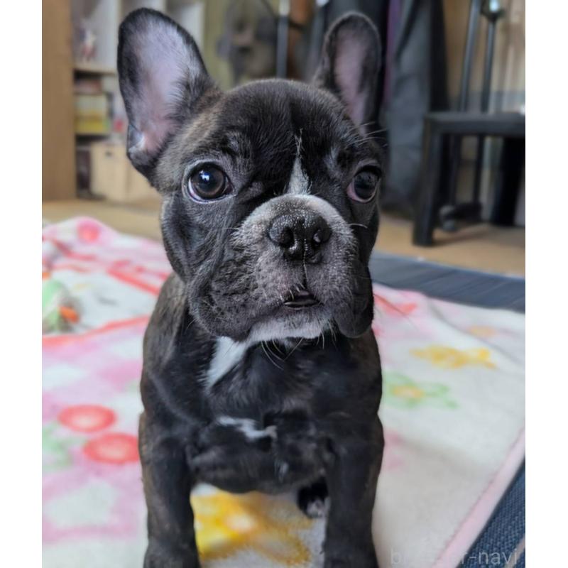 成約済の愛媛県のフレンチブルドッグ-412301の4枚目