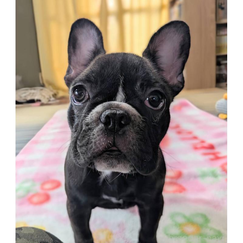 成約済の愛媛県のフレンチブルドッグ-412301の3枚目