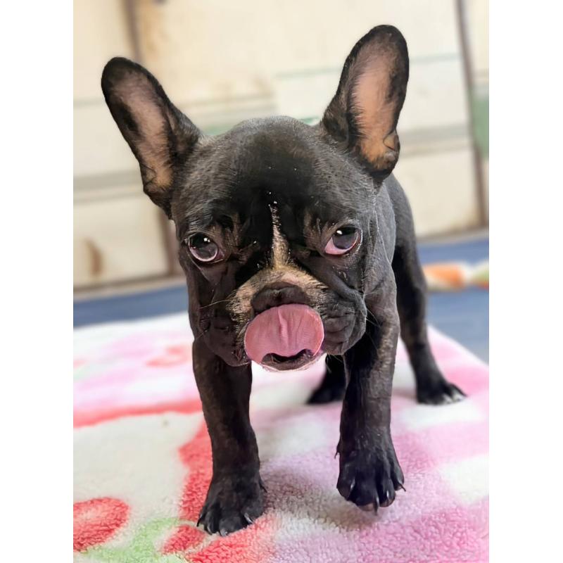 成約済の愛媛県のフレンチブルドッグ-412301の2枚目