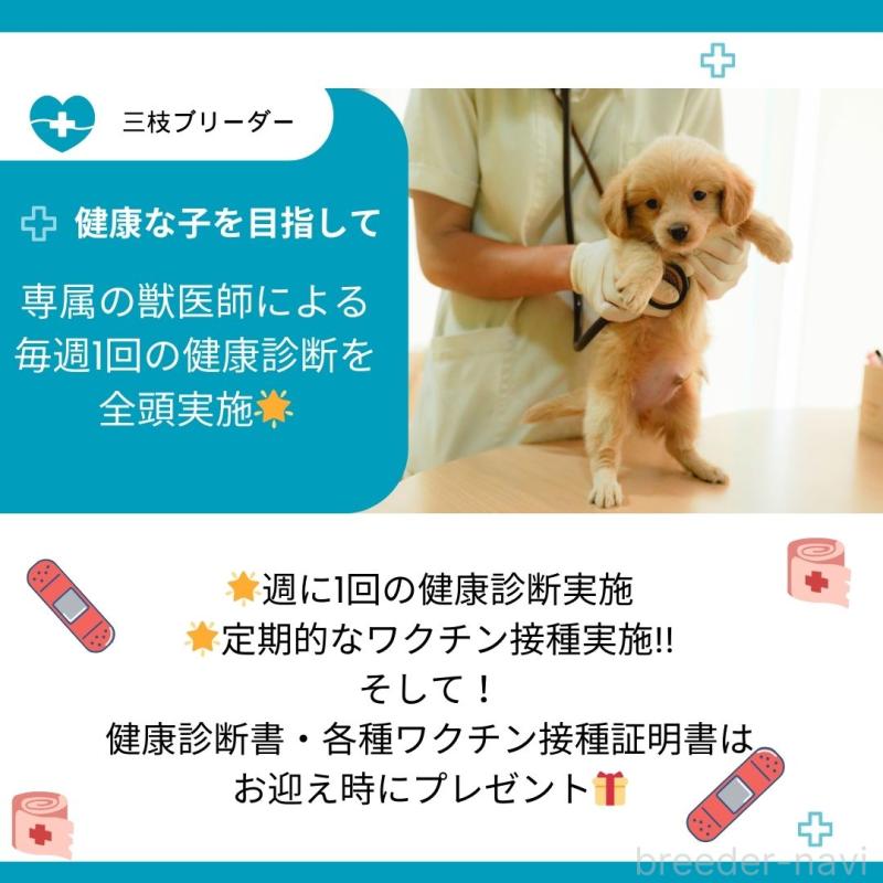 販売中の神奈川県のタイニープードル-427082の4枚目