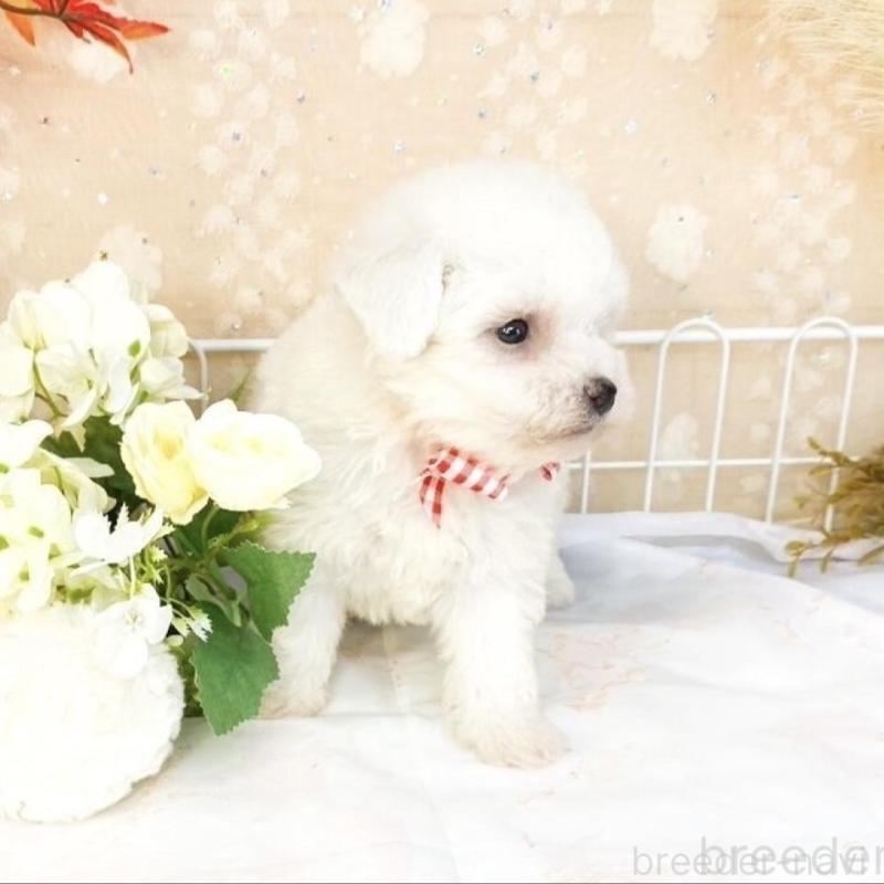 販売中の滋賀県のビションフリーゼ-427081の6枚目