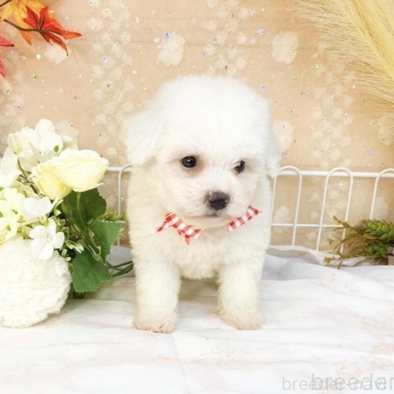 販売中の滋賀県のビションフリーゼ-427081の5枚目