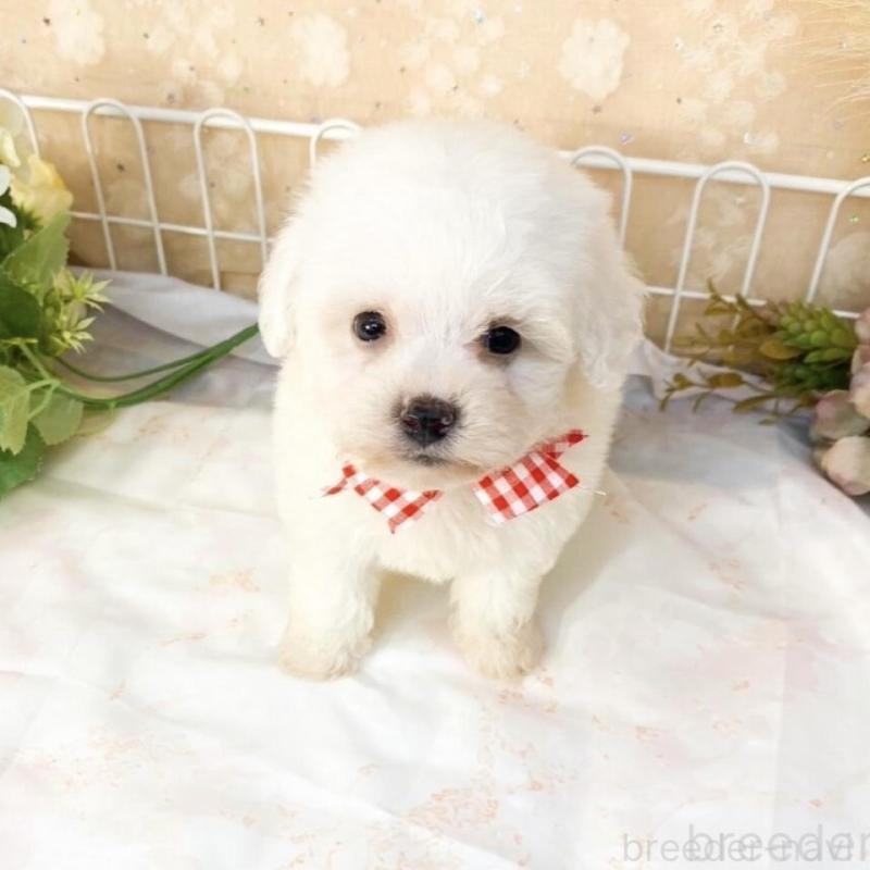 販売中の滋賀県のビションフリーゼ-427081の4枚目